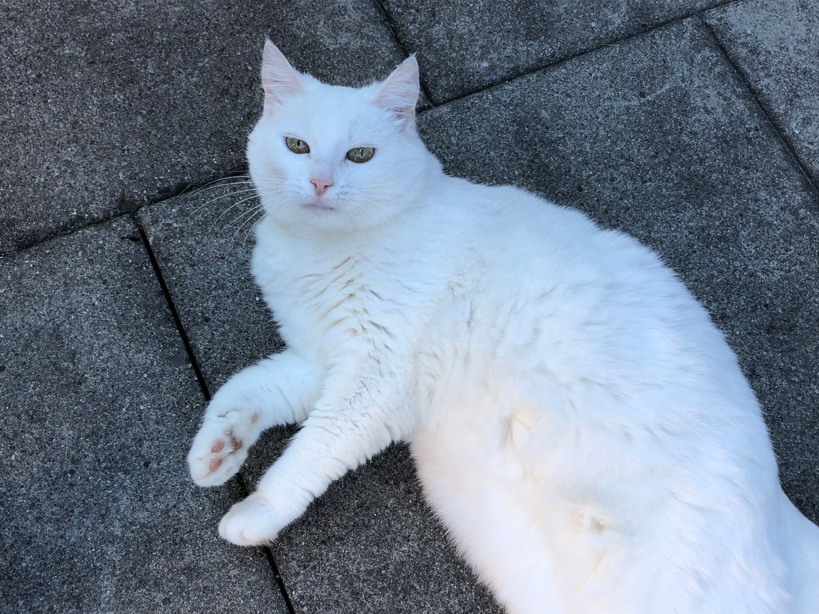 Eine weisse Katze liegt auf dem Boden und schaut in die Kamera.